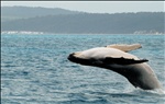 Southern Humpback Whale at Platypus Bay